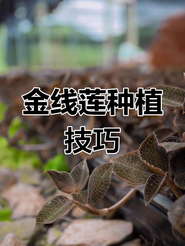 金线莲种植家庭阳台图片