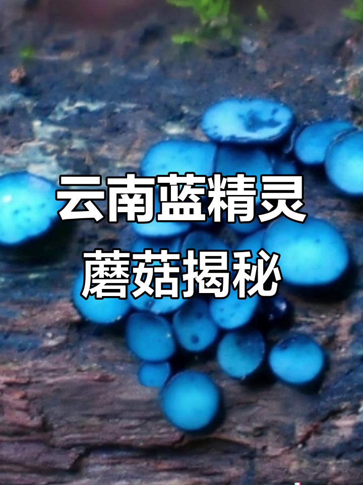 云南新发现四种蓝精灵蘑菇,神秘色彩惊艳自然界