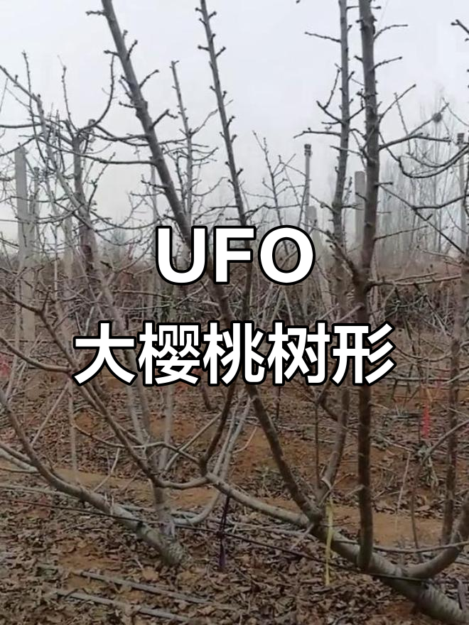 大樱桃ufo树形:直立主干型,机械化操作更高效