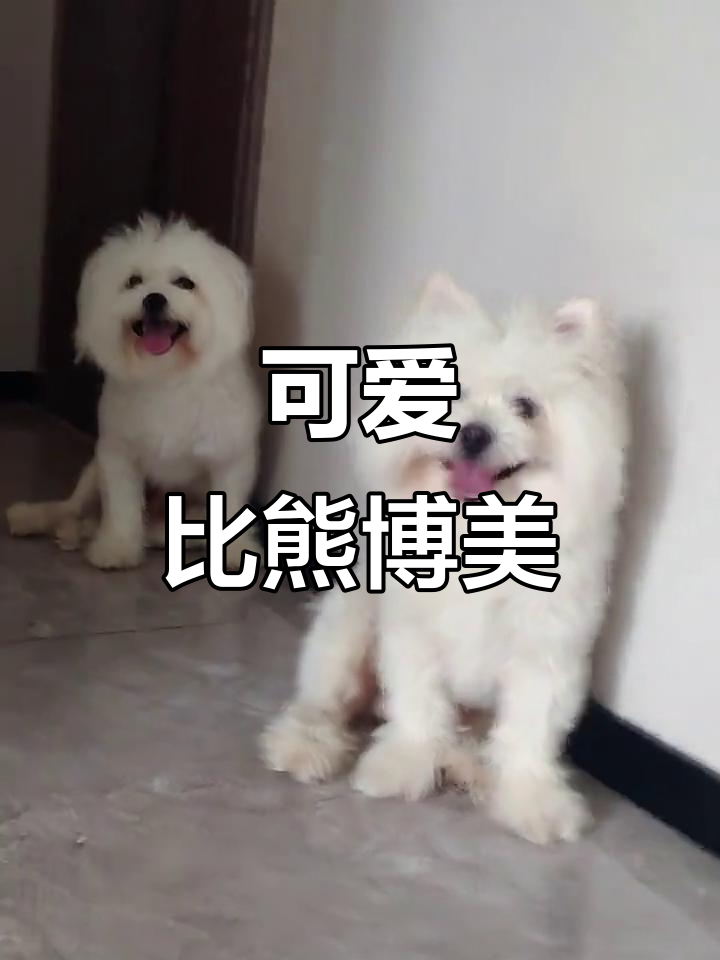 比熊博美串串遛完不愿动,萌态十足