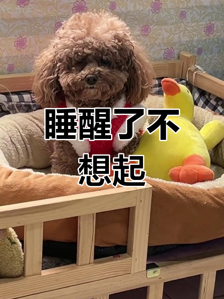 刚睡醒的呆萌小眼神,炸毛了还不起床