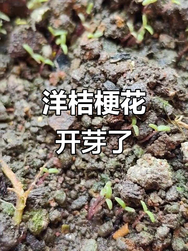 洋桔梗花终于发芽,生长过程超有趣