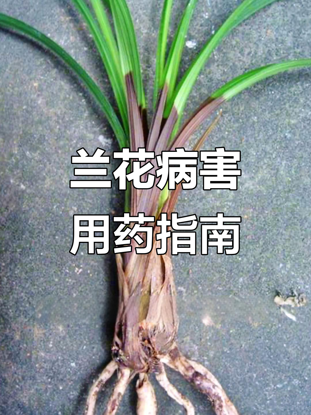 兰花常见病害及防治方法,收藏必备!