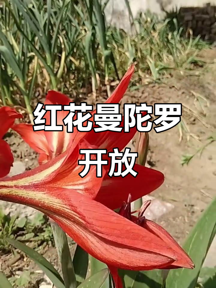 沙漠玫瑰红花盛开,美丽曼陀罗绽放