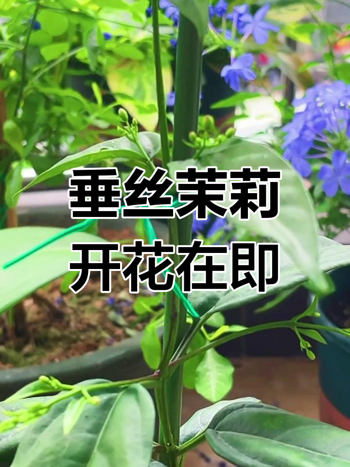 垂丝茉莉发芽图片