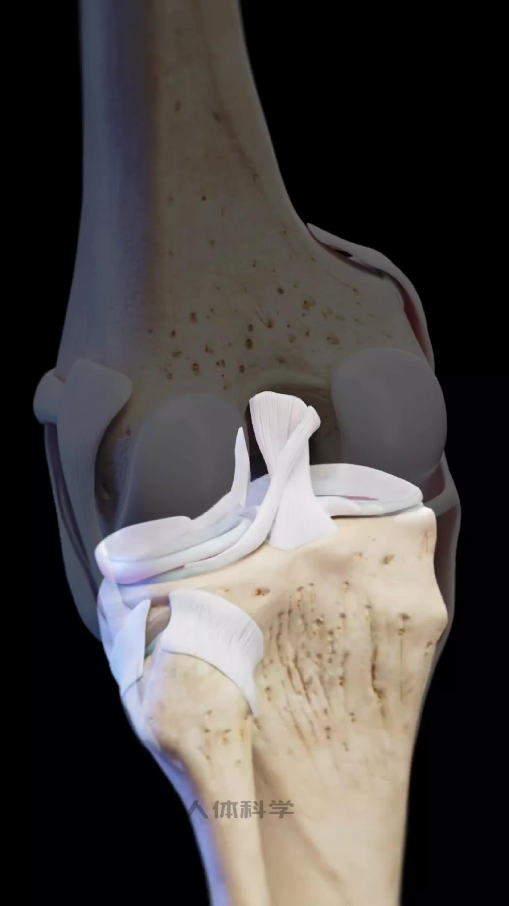 人体奥秘 膝关节 膝关节疼痛 膝关节康复 半月板 膝盖保护