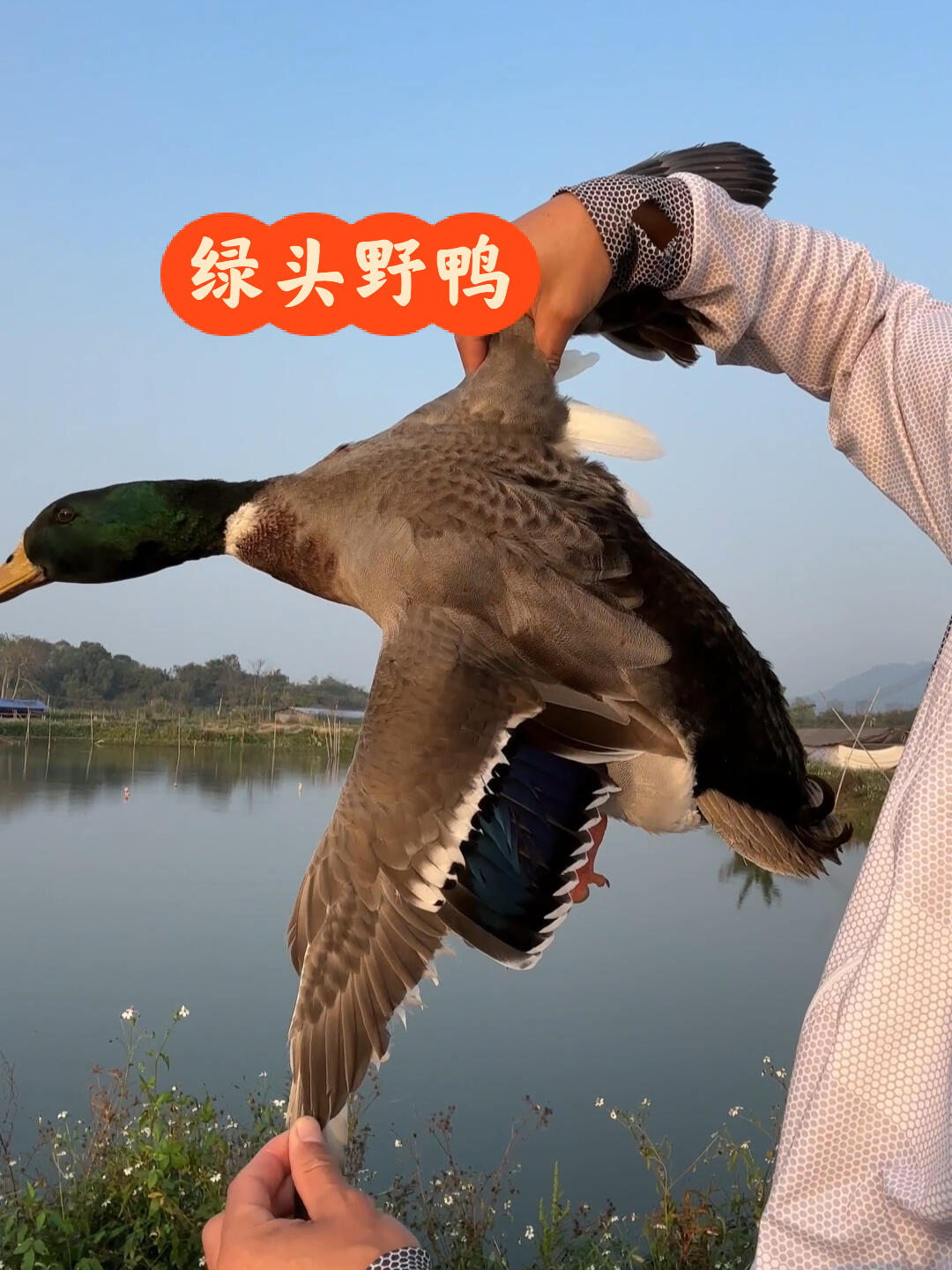 驯化后的2代绿头野鸭它是所有家鸭的祖先肉质和口感更是鸭子中的