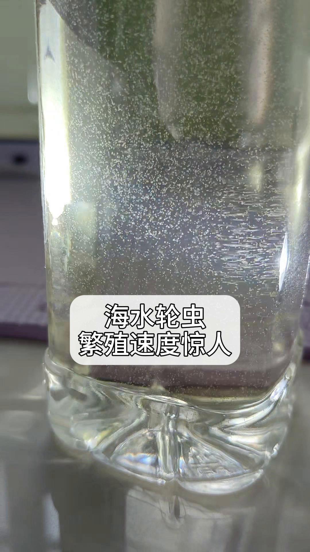 海水轮虫,繁殖速度惊人