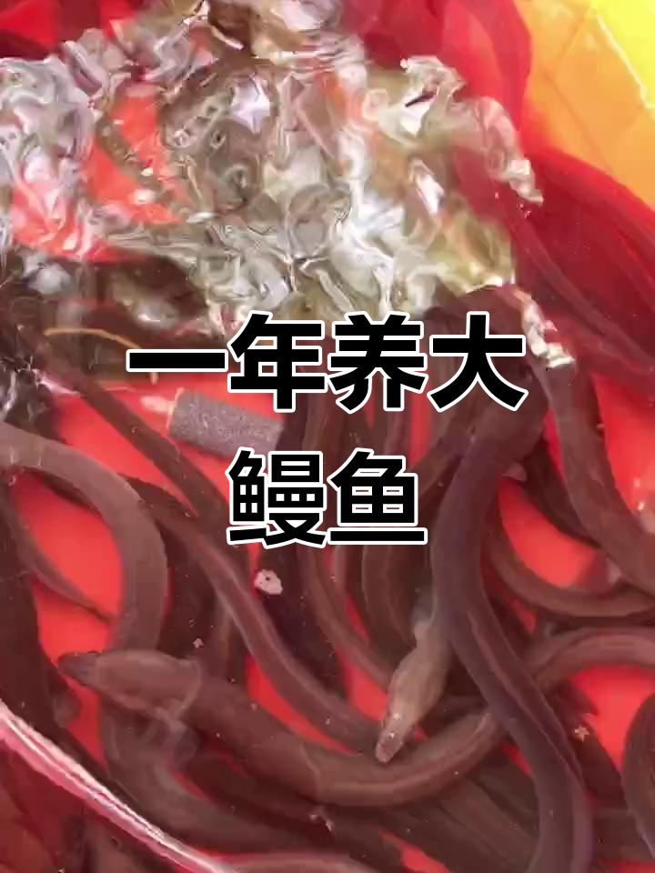 鳗鱼苗一年可长至一斤,成活率100%