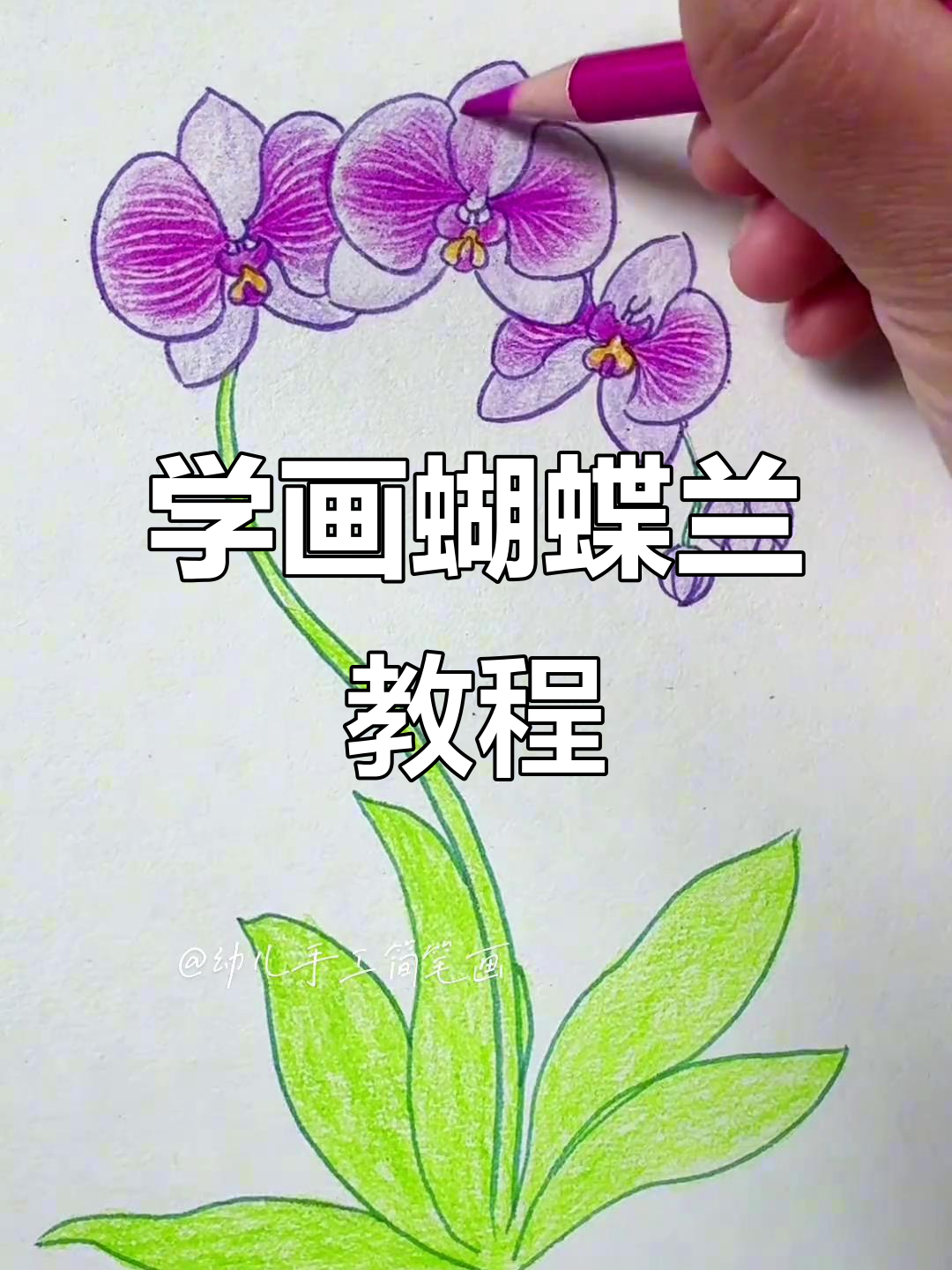 轻松学画蝴蝶兰,步骤简单又有趣