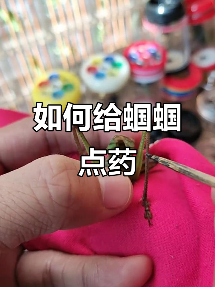 蝈蝈点药技巧大揭秘,轻松提升鸣声质量