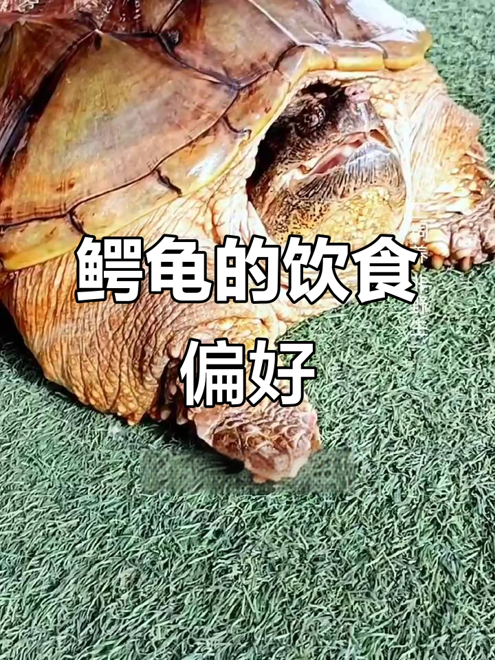 鳄龟最爱吃什么?萝卜还是五花肉,它竟然选择了这个!