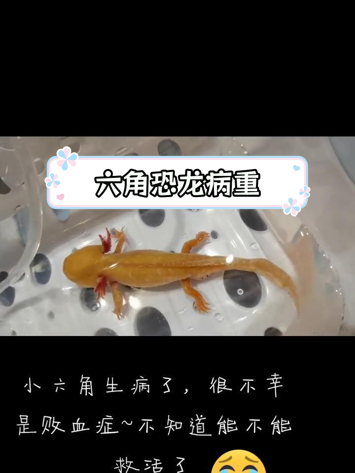 六角恐龙鱼一直撞缸图片