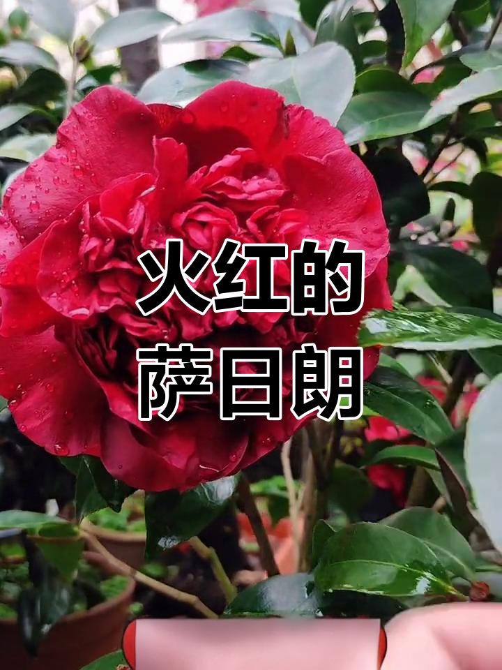 草原最美的火焰红花,萨日朗的热烈与奔放
