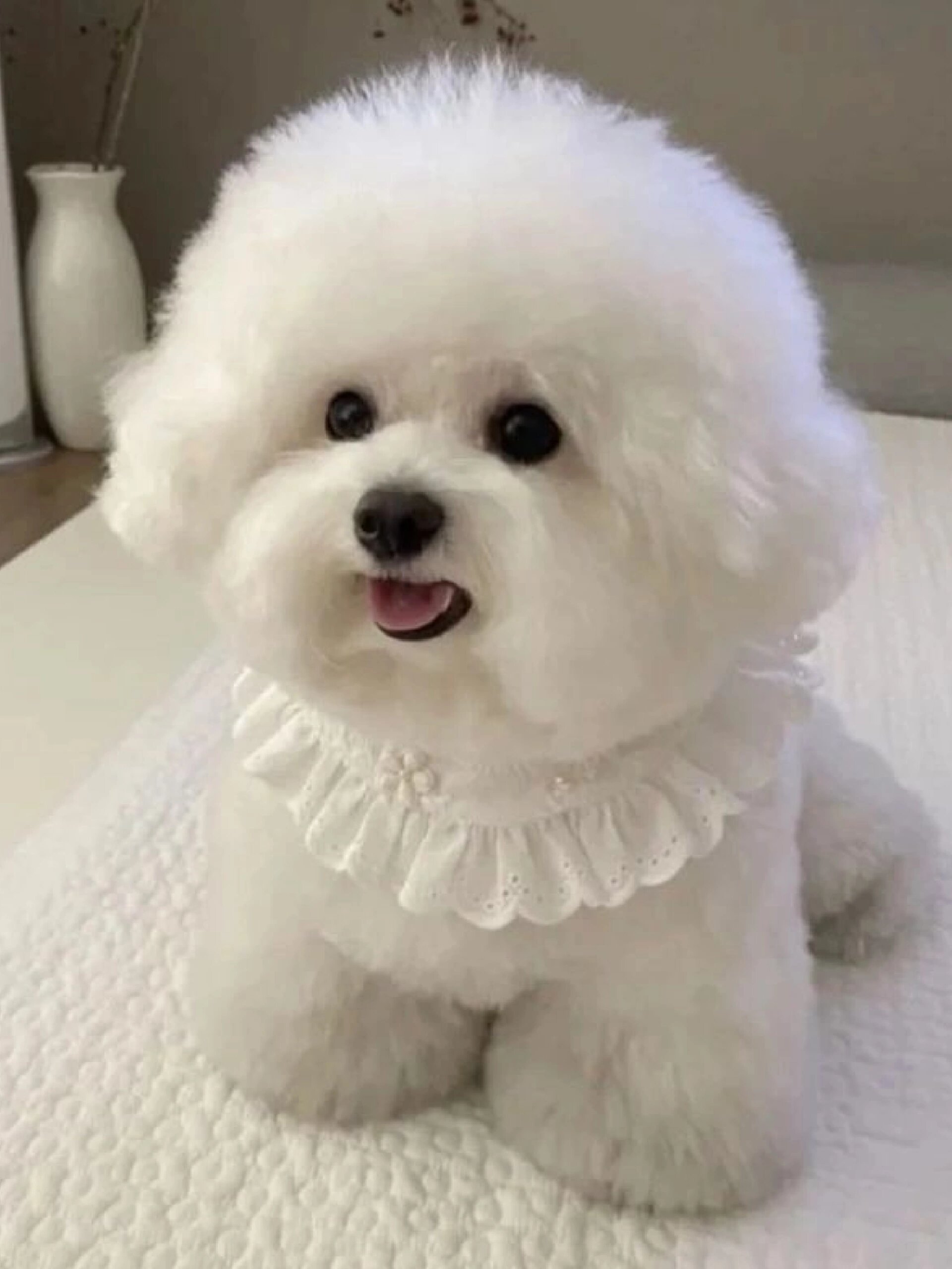 可爱比熊犬 一只140 可发死