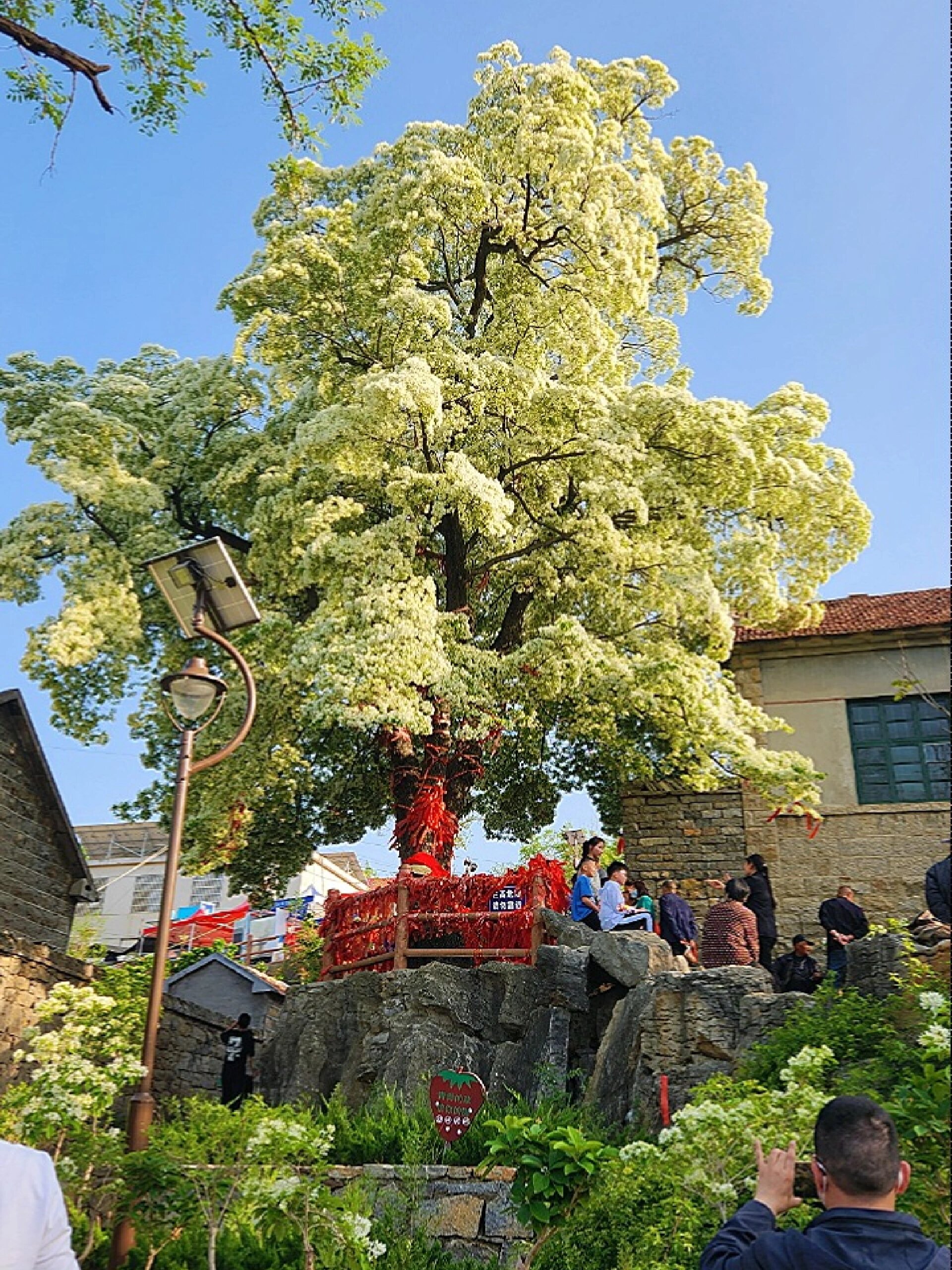 山東臨沂費縣馬莊土山後千年流蘇樹已經盛開