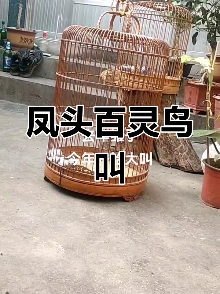 凤头百灵鸟叫声大全图片