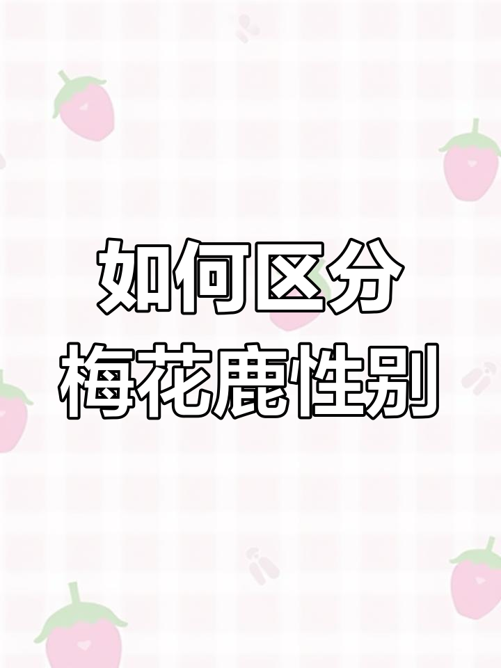 梅花鹿公母分辨,看犄角就能轻松辨别