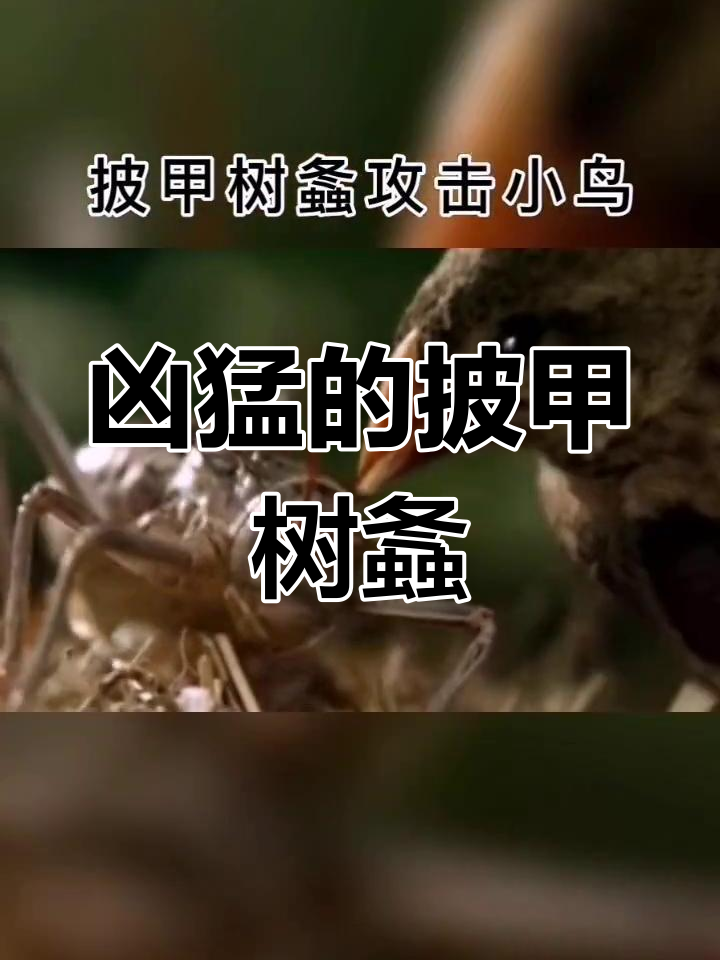 披甲树螽凶猛异常