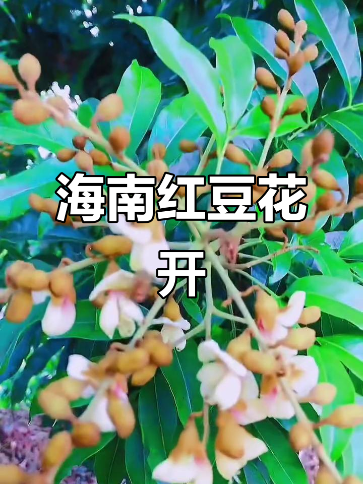 海南红豆花盛开,美丽惊艳!