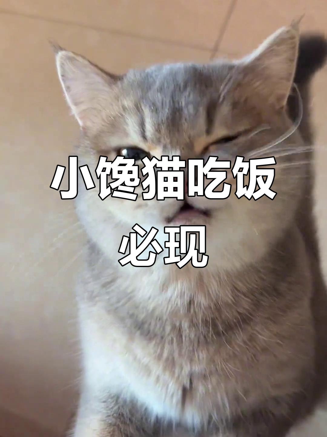 这只小馋猫一吃东西就出现,萌态十足