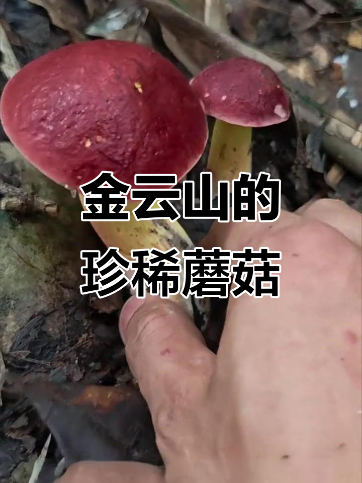 重庆金云山脉的独特美味:宽包红孔牛肝菌,鲜嫩又安全