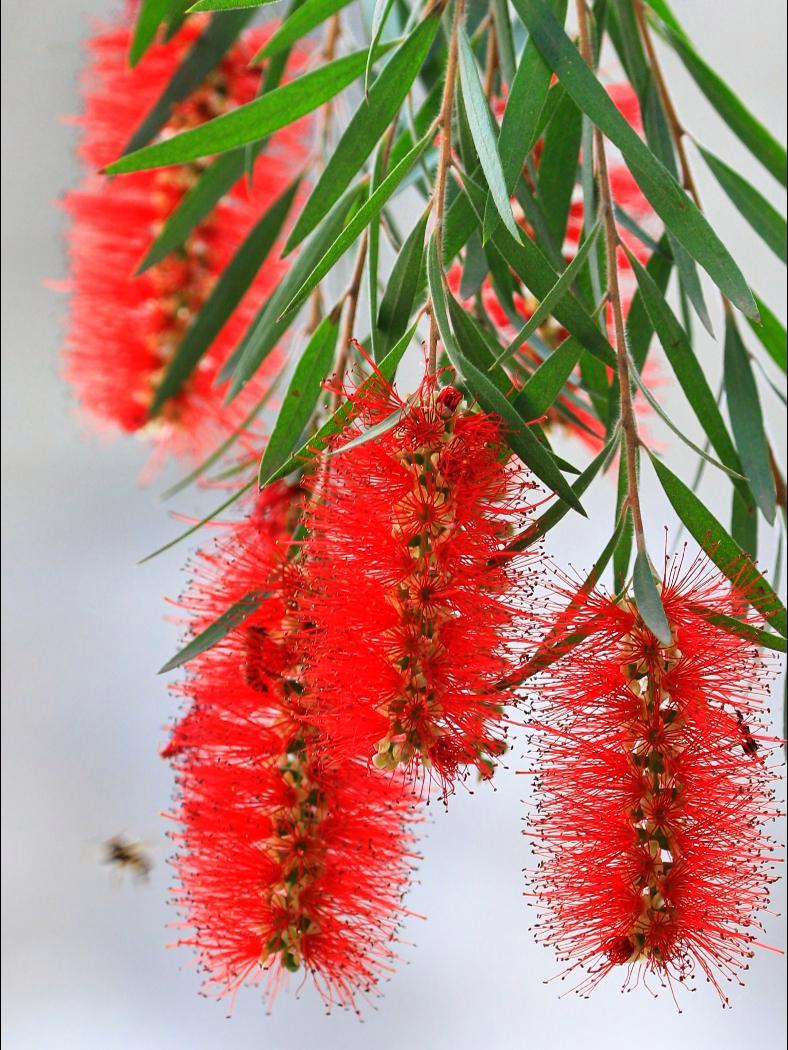 垂枝红千层花开了 整个树犹如火树盛放,穗状花序就像是一挂挂崭新的小