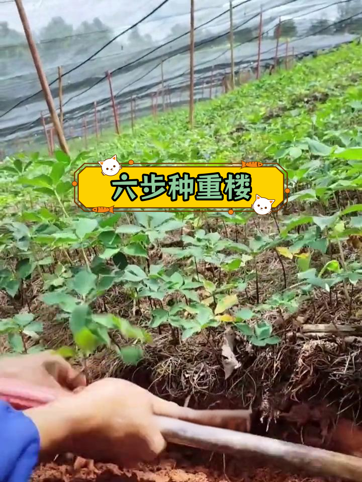 重楼种植全流程解析