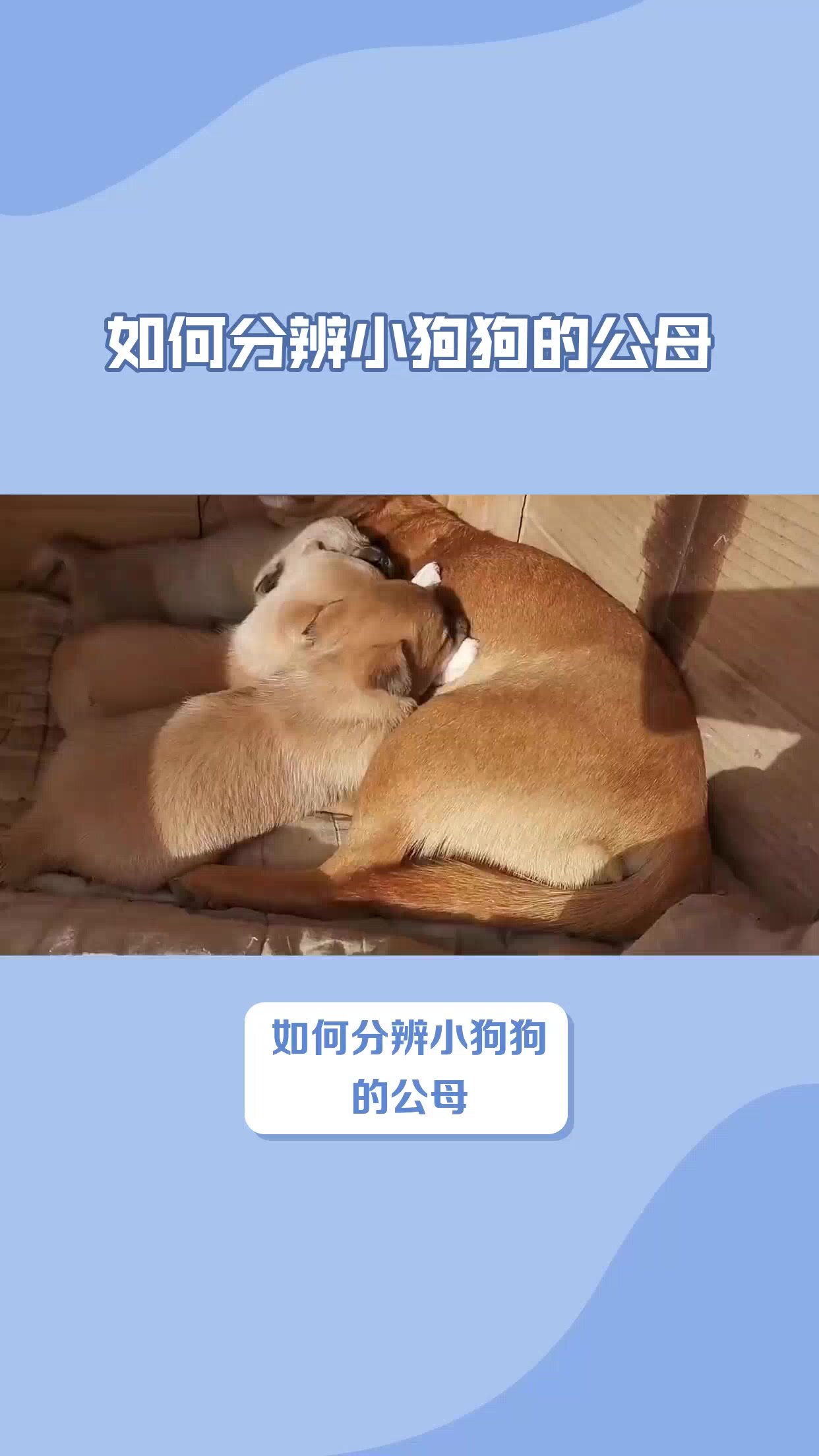 如何判断幼犬几个月了图片