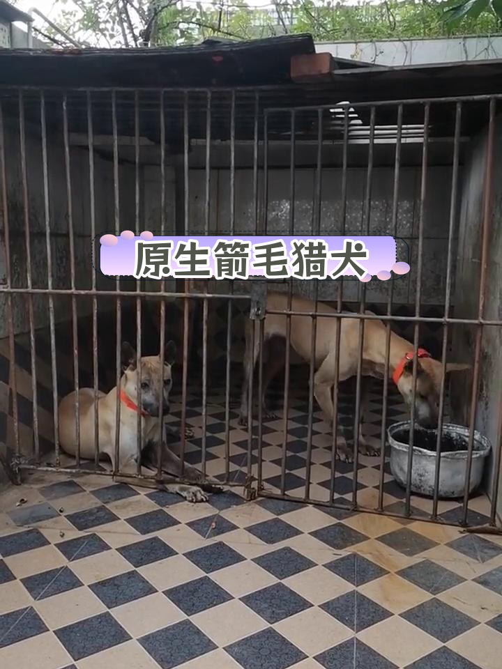 湖北箭毛猎犬 出售图片