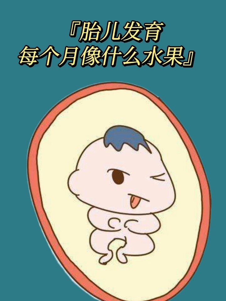 胎儿发育每个月像什么水果呢
