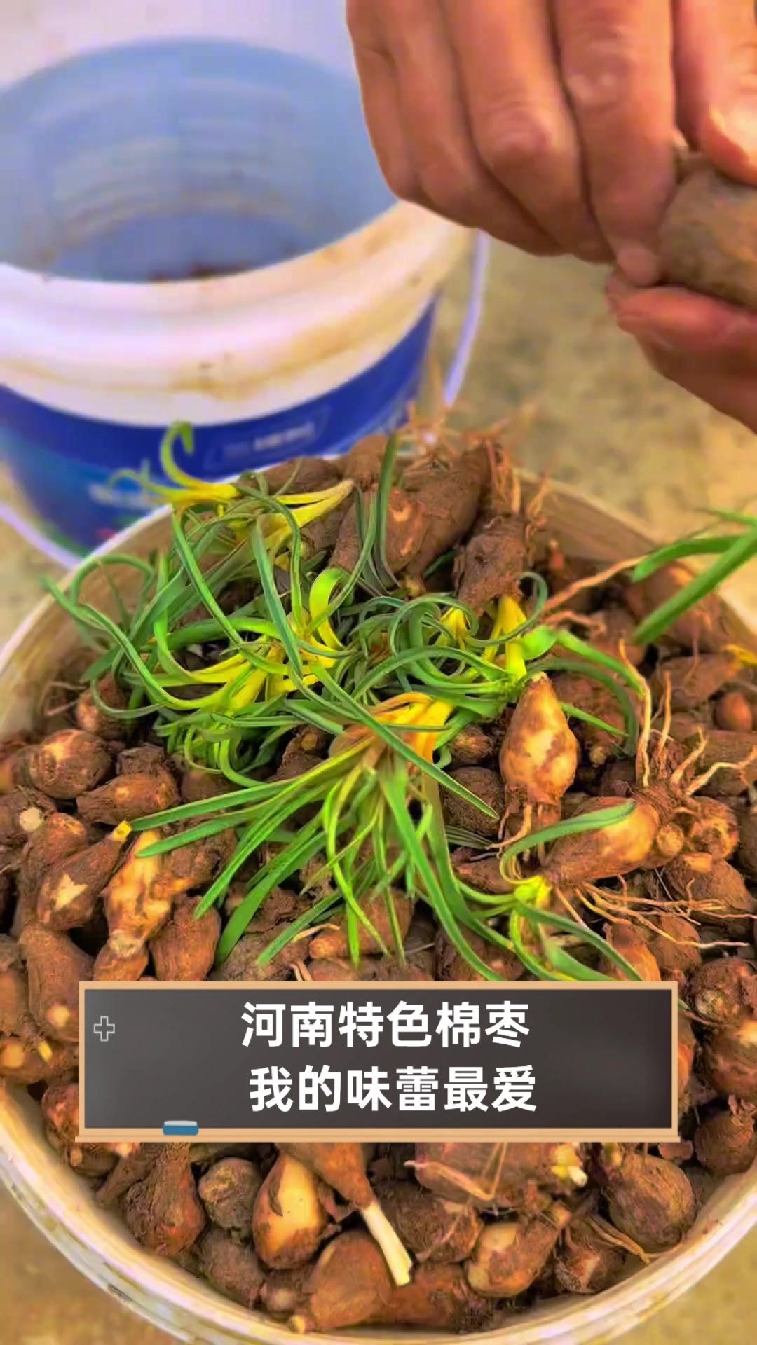 河南特色棉枣,我的味蕾最爱