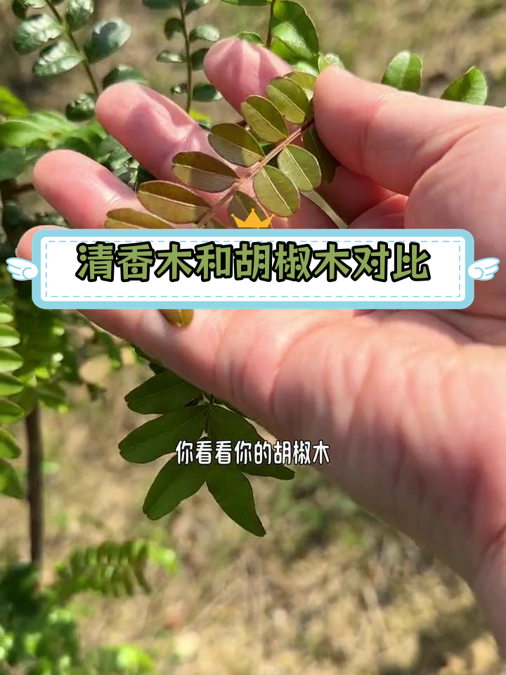 清香木胡椒木差别图片