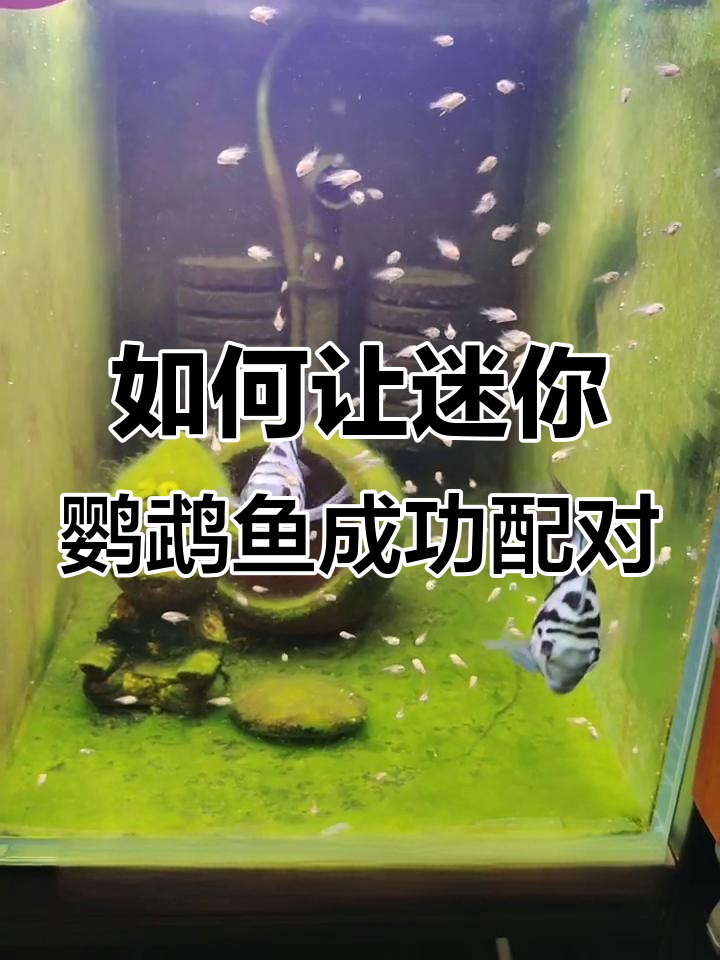 迷你鹦鹉鱼配对技巧大揭秘,轻松搞定!