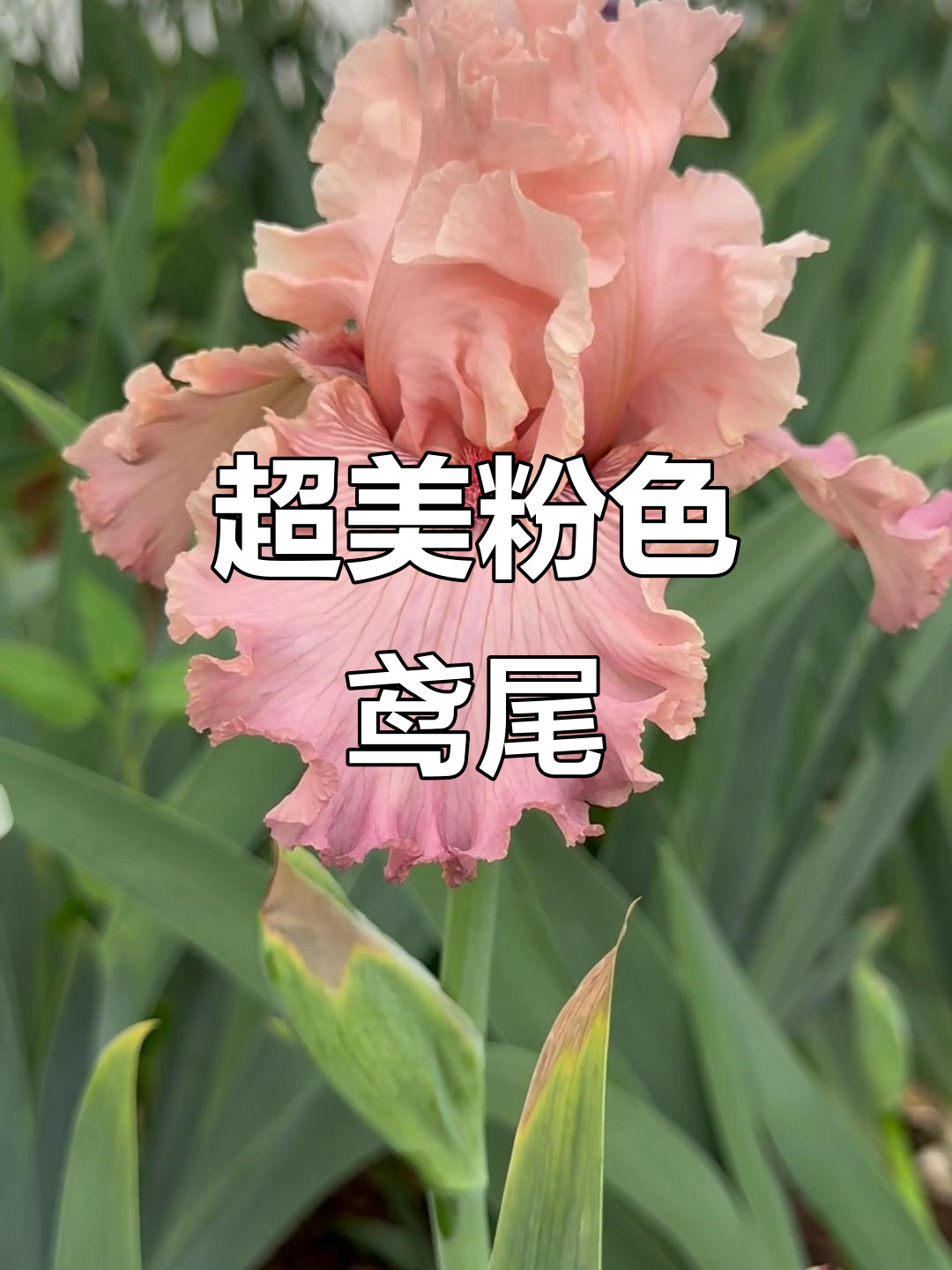 德国鸢尾花:草莓乐园般的粉嫩魅力