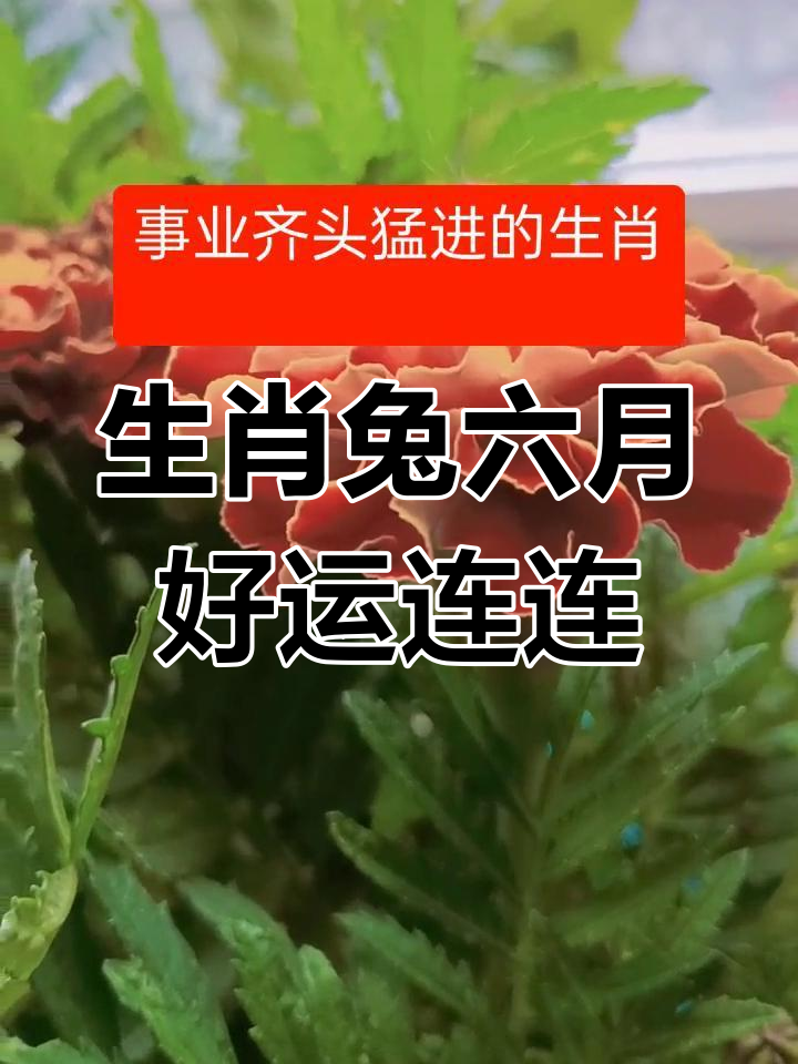 六月各大生肖运势(六月各大生肖运势图)