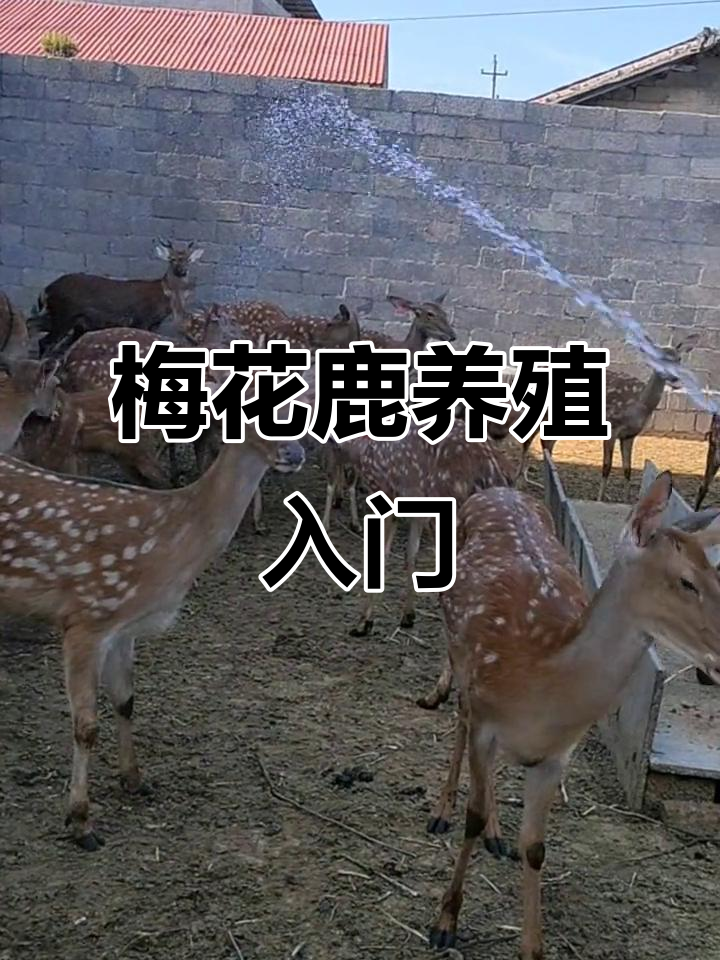 养殖梅花鹿是骗局吗(养殖梅花鹿的真实利润是多少)