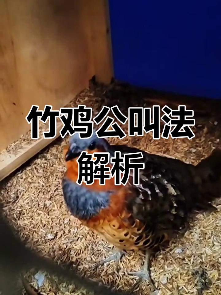 竹鸡公叫声大揭秘,不是"嗯嗯嗯"那么简单