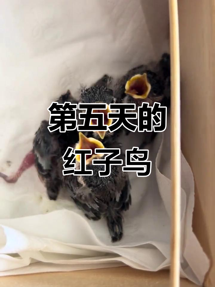 红子鸟排红子的第五天,叮当的声音真可爱