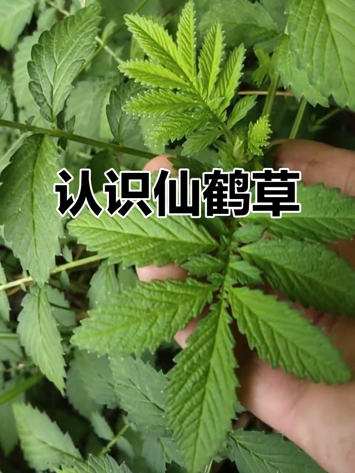 仙鹤草:农村常见草药,三千元一吨干货