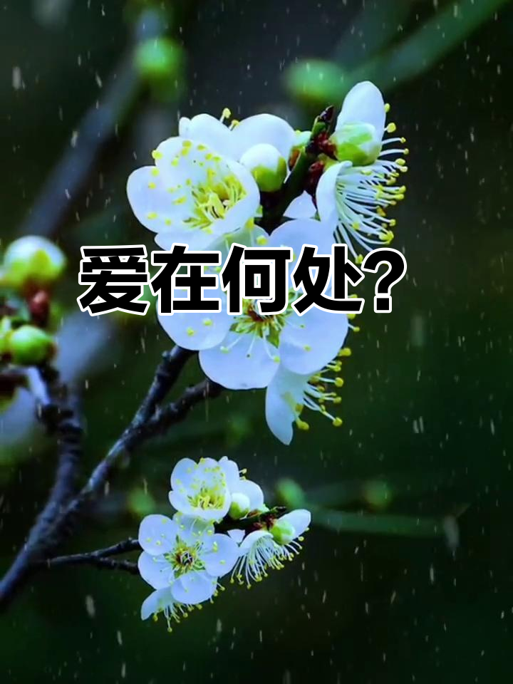 真爱难寻,我心中的迷茫与坚持