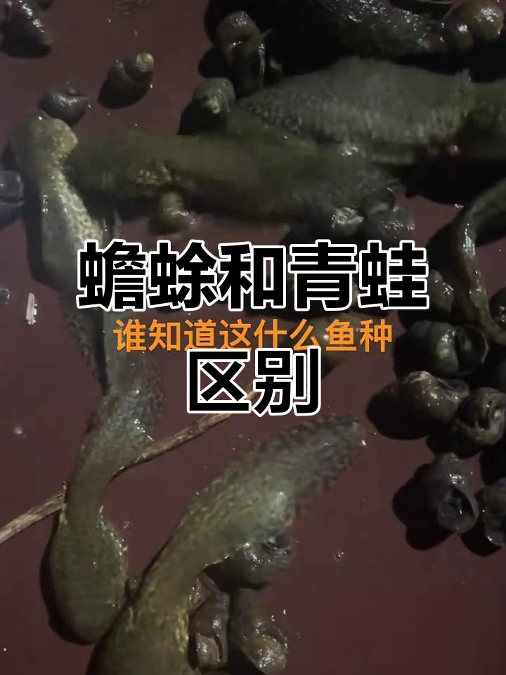 蟾蜍与青蛙的区别,你了解吗?