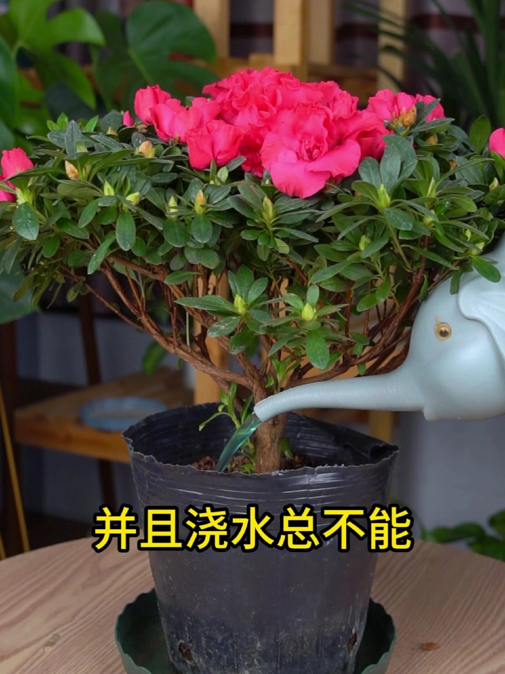 杜鹃花浇水方法,根系健康开花旺盛!