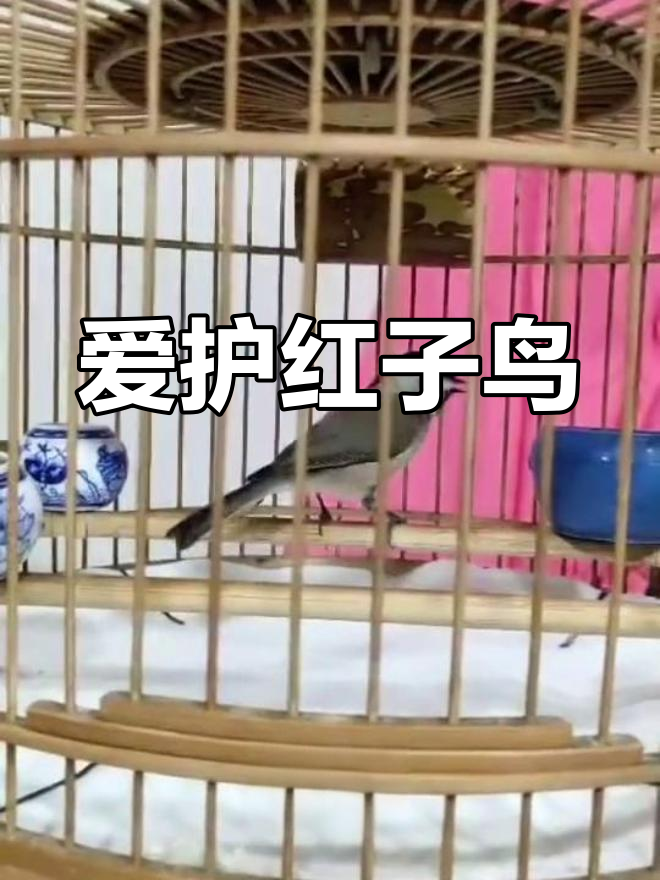 红子鸟的美丽歌声与食物选择