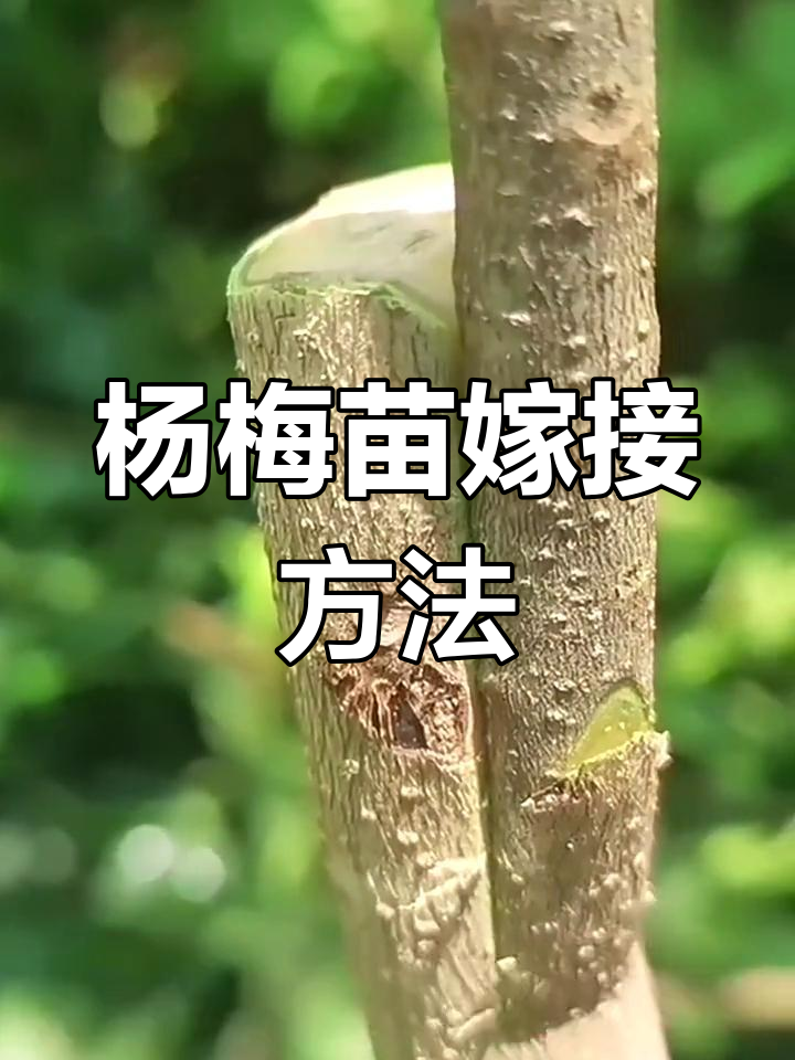杨梅苗嫁接技巧,轻松掌握
