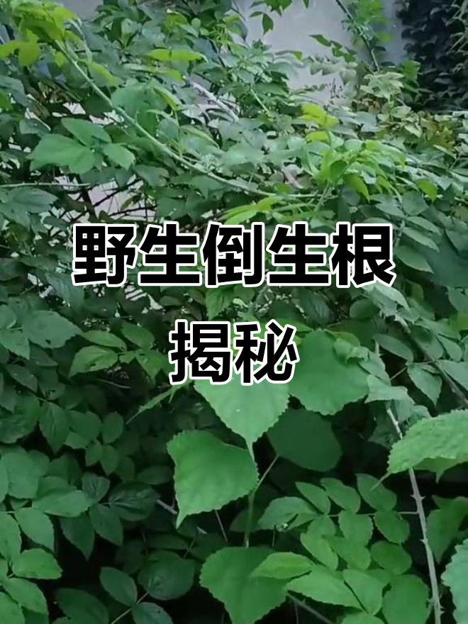 野外发现倒生根,竟是珍贵药材!你家乡有吗?