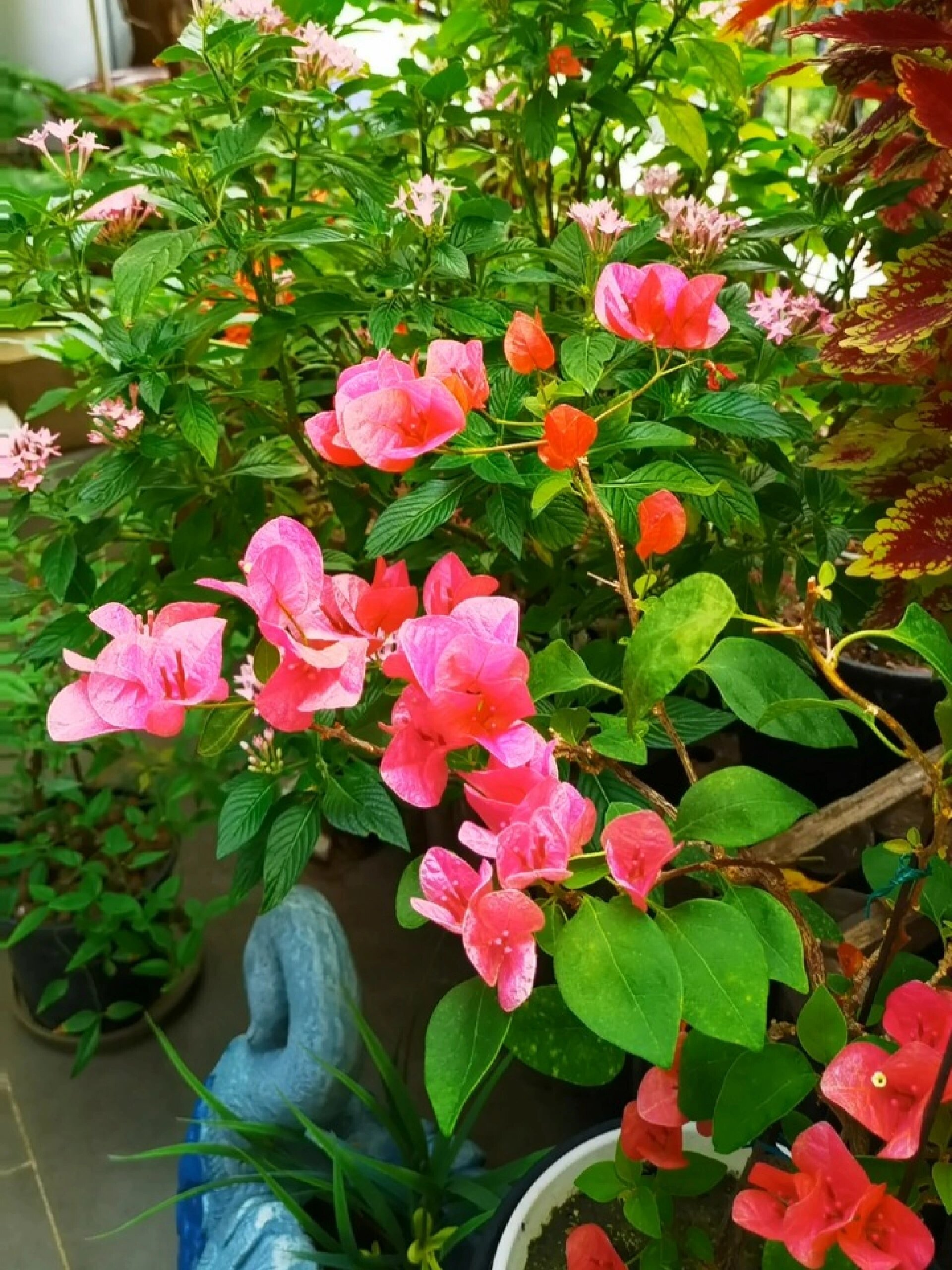 三角梅西瓜红,颜色美,花瓣的形状更美