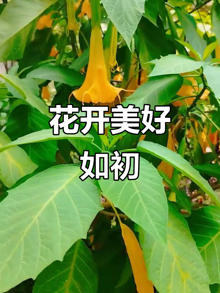 黄花木本曼陀罗盛开,美丽如初