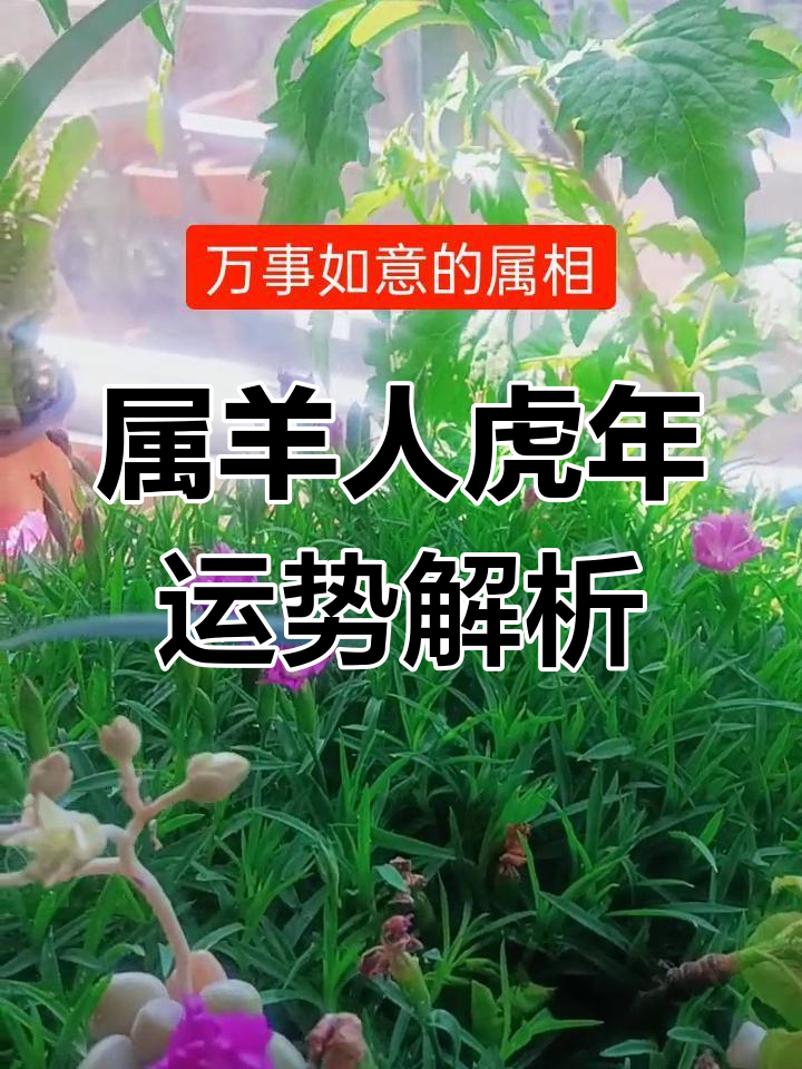 生肖羊虎年考试运势(生肖羊在虎年运势)