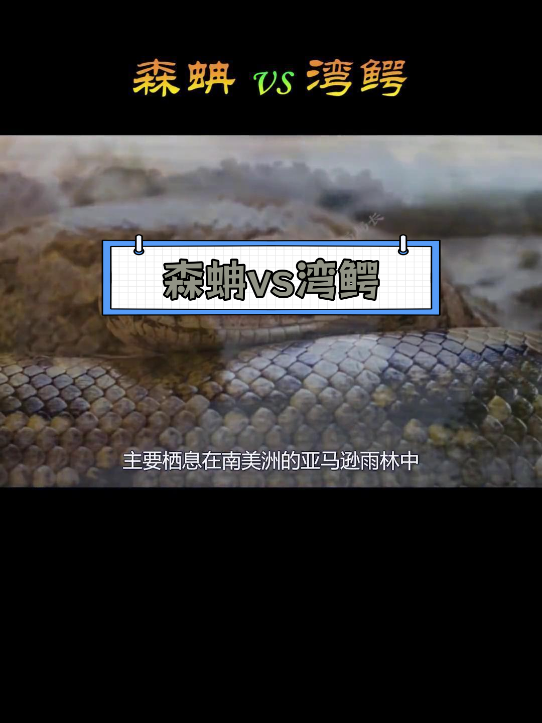 10米森蚺vs7米湾鳄图片